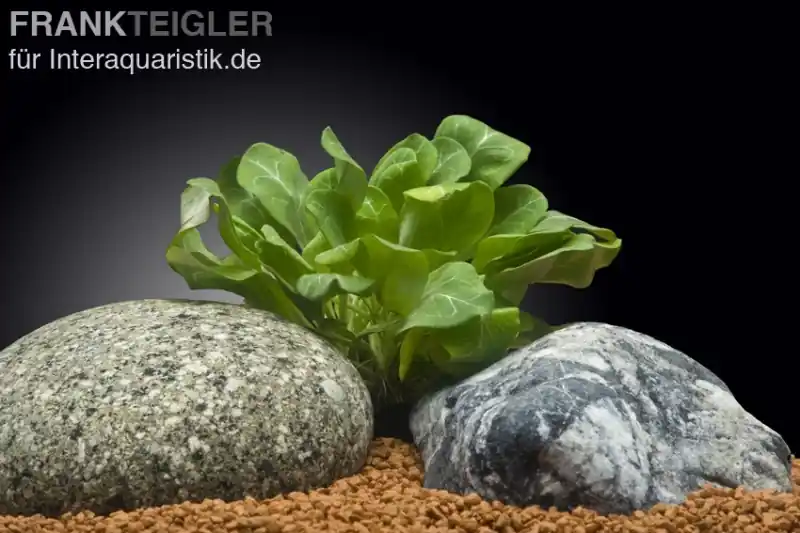 Grüne Wasserrose, Samolus parviflorus, im Topf Neue Kollektion