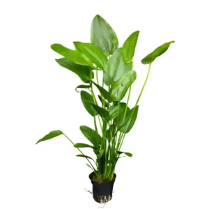 Direktkauf Herzblättrige Schwertpflanze, Echinodorus cordifolius (fluitans), im Topf
