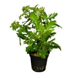 Indischer Wasserwedel, Hygrophila difformis, im Topf Sale