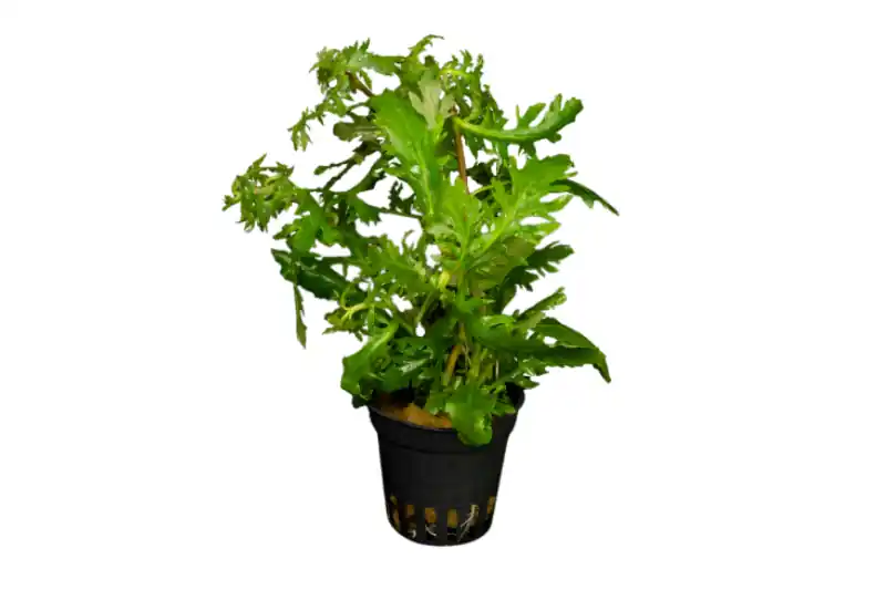 Indischer Wasserwedel, Hygrophila difformis, im Topf Sale