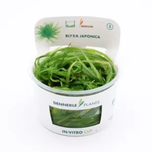 Zertifiziert Japanisches Fadenkraut, Blyxa japonica, In Vitro