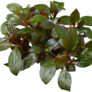 Kriechende Ludwigie, Ludwigia repens, Topf Sonderaktion