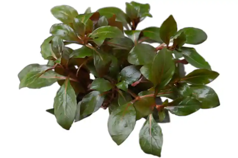 Kriechende Ludwigie, Ludwigia repens, Topf Sonderaktion