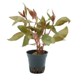 Billig Lilablättriges Papageienblatt, Alternanthera lilacina, im Topf