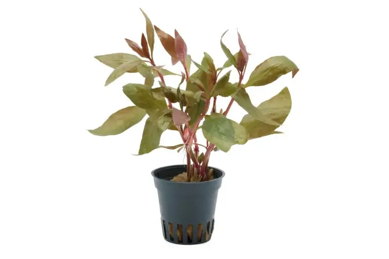 Billig Lilablättriges Papageienblatt, Alternanthera lilacina, im Topf
