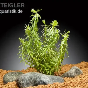 Quirlblättrige Rotala, Rotala wallichii, Im Topf Billig