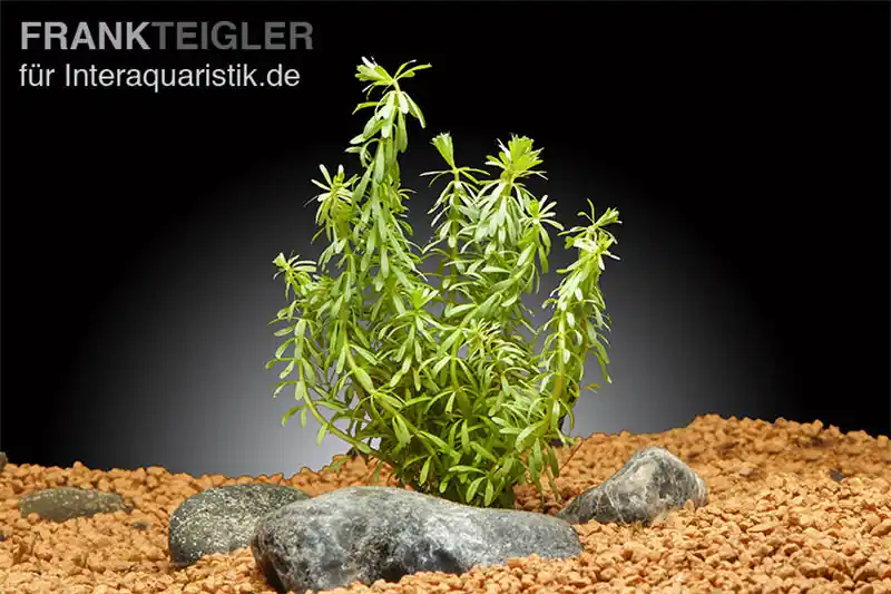 Quirlblättrige Rotala, Rotala wallichii, Im Topf Billig