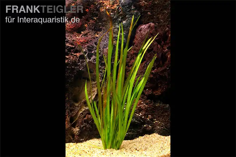 Aktuell Riesenvallisnerie, Vallisneria australis, im Topf