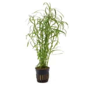 Sternrotala, Eusteralis stellata/Pogostemon stellata, im Topf Online Kaufen