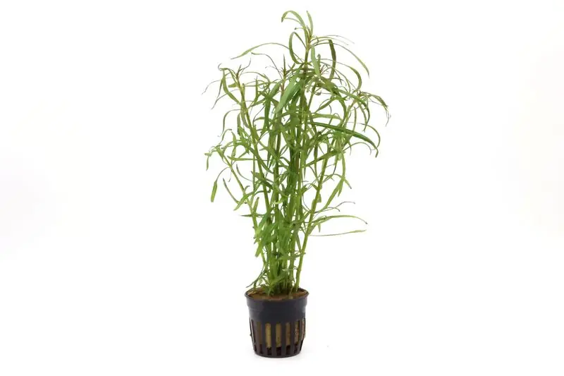 Sternrotala, Eusteralis stellata/Pogostemon stellata, im Topf Online Kaufen