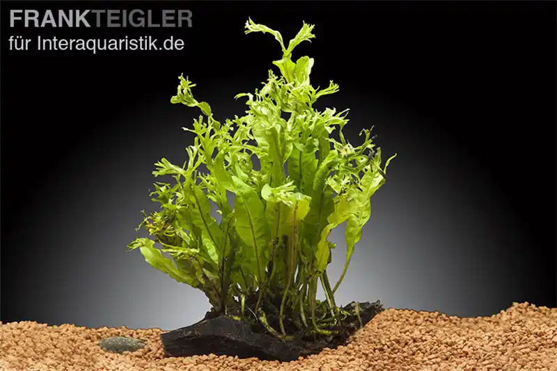 Top-Preis Windelovfarn, Microsorum pteropus "Windelov", auf Holzwurzel, ca. 8-14 cm
