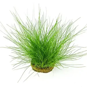 Nadelsimse, Eleocharis acicularis auf Pad/Matte, 9x9 cm Heißes Angebot