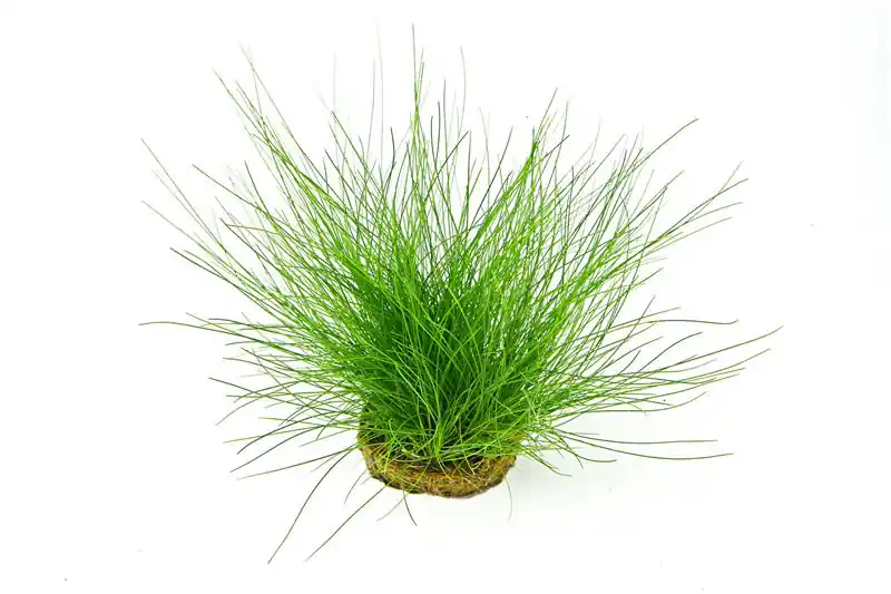 Nadelsimse, Eleocharis acicularis auf Pad/Matte, 9x9 cm Heißes Angebot