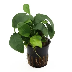 Schnäppchen Zwergspeerblatt, Anubias nana, im Topf