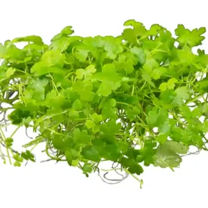 Japanischer Wassernabel, Hydrocotyle cf. tripartita (H. sp. "Japan"), im Topf Jetzt Kaufen