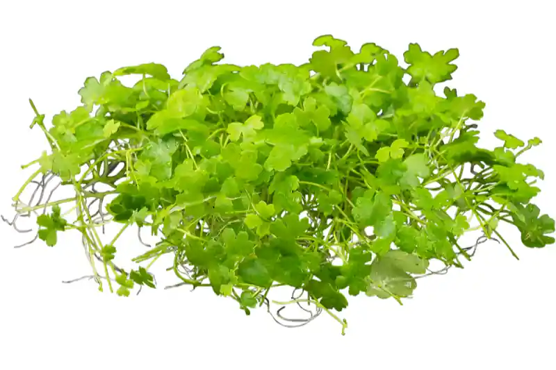 Japanischer Wassernabel, Hydrocotyle cf. tripartita (H. sp. "Japan"), im Topf Jetzt Kaufen