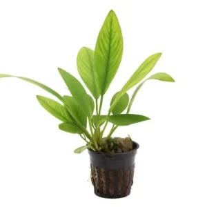 Kongo-Speerblatt, Anubias congensis, im Topf Aktuell