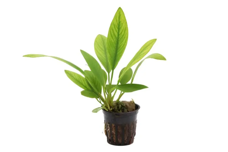 Kongo-Speerblatt, Anubias congensis, im Topf Aktuell