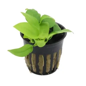 Top-Preis Goldenes Zwergspeerblatt, Anubias nana "Gold", im Topf