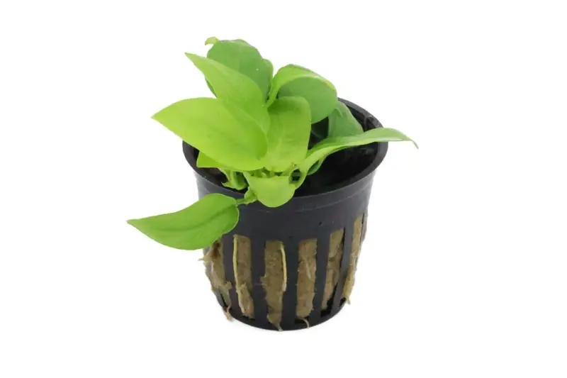 Top-Preis Goldenes Zwergspeerblatt, Anubias nana "Gold", im Topf