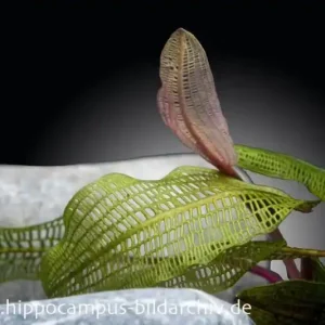 Madagaskar-Gitterpflanze, Aponogeton madagascariensis, lose Knolle Beliebt