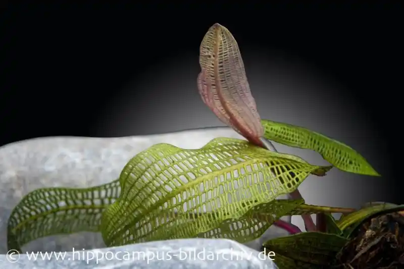 Madagaskar-Gitterpflanze, Aponogeton madagascariensis, lose Knolle Beliebt