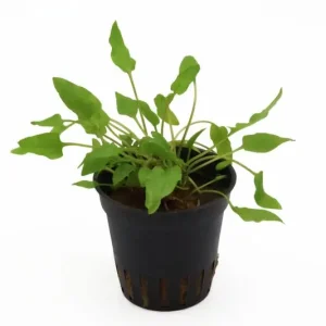 Grüner Wasserkelch, Cryptocoryne wendtii "Green", im Topf Wochenendangebot