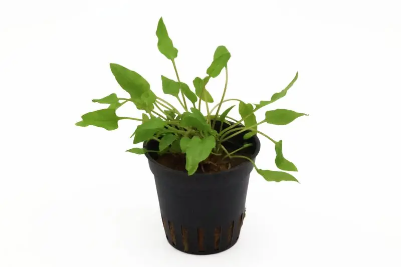Grüner Wasserkelch, Cryptocoryne wendtii "Green", im Topf Wochenendangebot