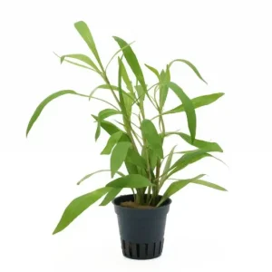 Top-Seller Schmalblättriger Wasserfreund, Hygrophila salicifolia, im Topf