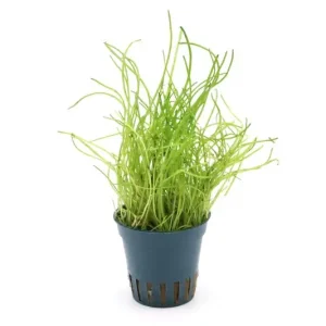 Mauritius-Graspflanze, Lilaeopsis mauritiana, im Topf Mega-Angebot