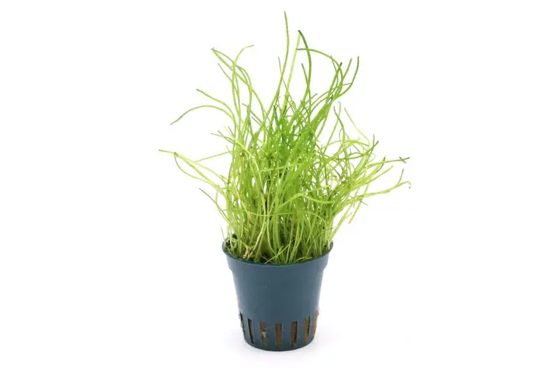 Mauritius-Graspflanze, Lilaeopsis mauritiana, im Topf Mega-Angebot