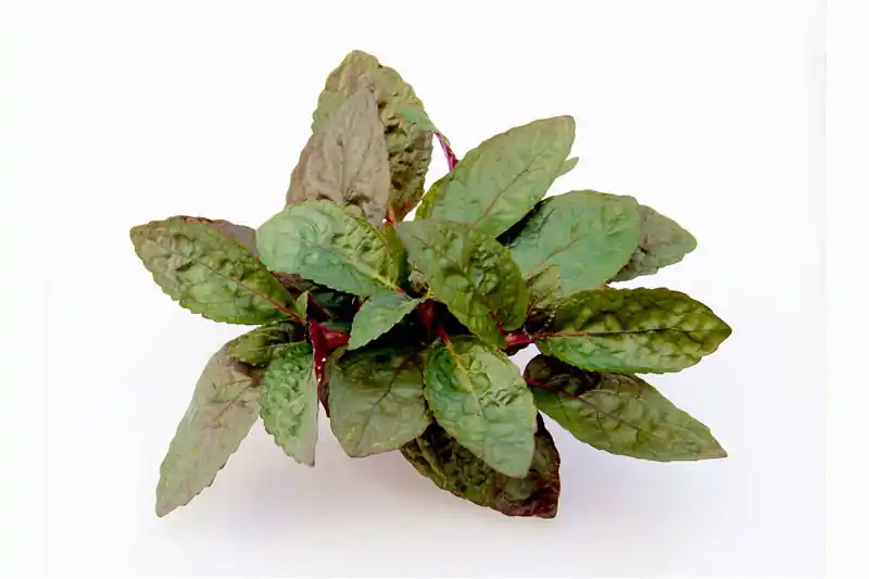 Heißes Angebot Noppenblatt, Hemigraphis colorata (Terrariumpflanze), im Topf
