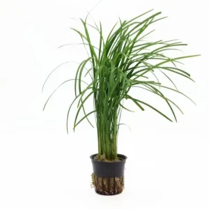 Highlight Japanischer Schlangenbart, Ophiopogon japonicus (Terrariumpflanze)