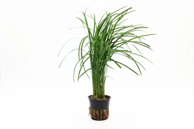 Highlight Japanischer Schlangenbart, Ophiopogon japonicus (Terrariumpflanze)