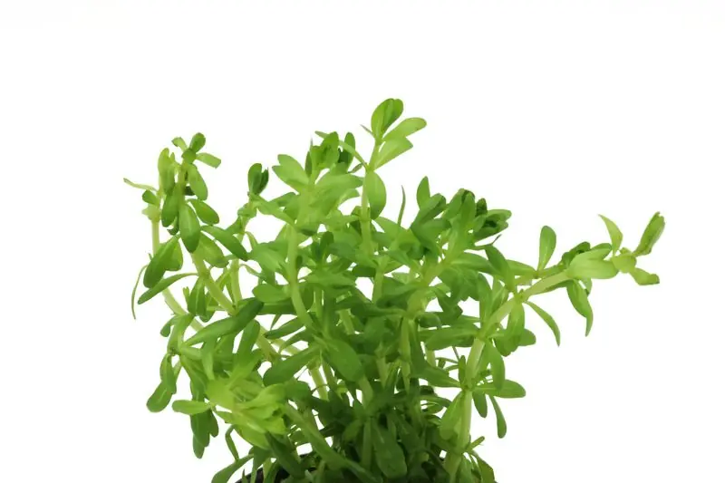 Versand Am Gleichen Tag Nanjenshan Rotala, Rotala boschii, im Topf