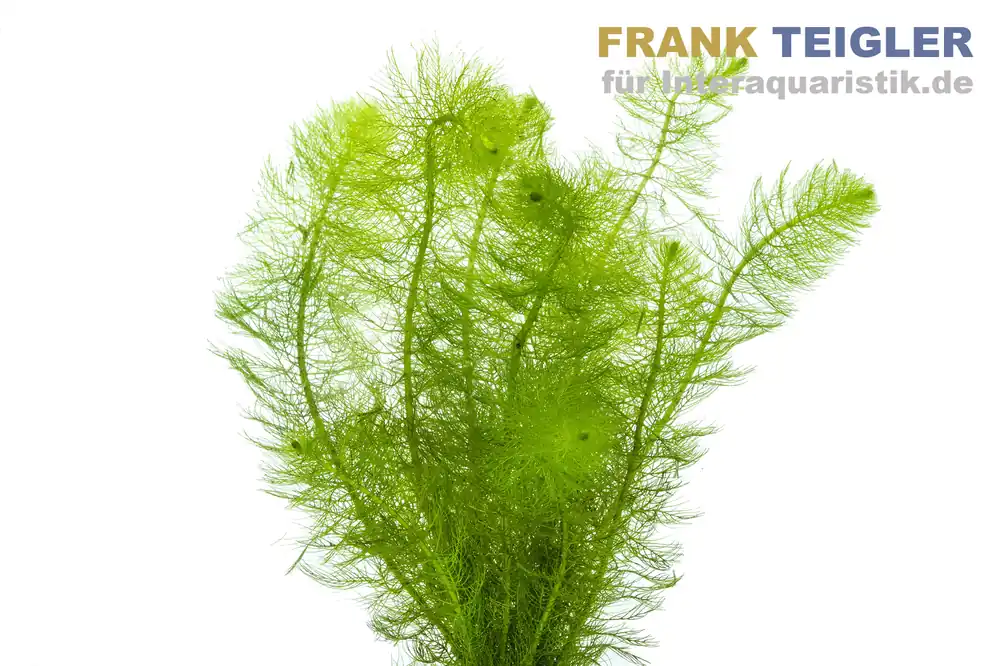Mega-Angebot Gefiedertes Tausendblatt, Myriophyllum scrabatum, Bund