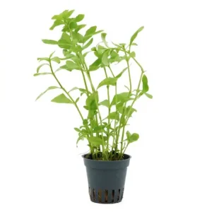 Indischer Wasserfreund, Hygrophila polysperma, im Topf Top-Preis