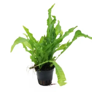 Nur Für Kurze Zeit Breitblättriger Javafarn, Microsorum pteropus latifolius, im Topf