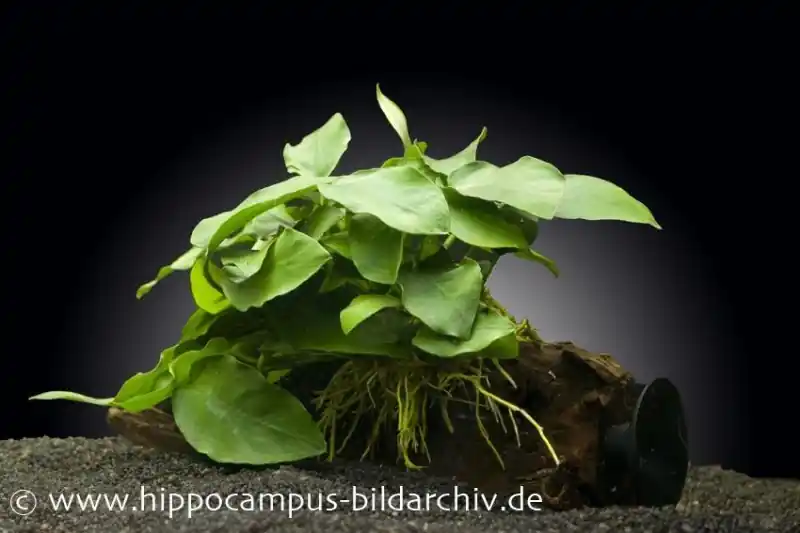 Anubias nana auf Wurzel mit Sauger, ca. 12-18 cm Neu Im Sortiment