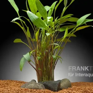 Zierlicher Wasserkelch, Cryptocoryne lucens, im Topf Online Kaufen
