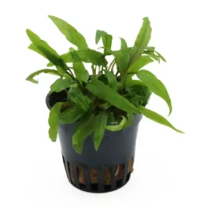 Direkt Vom Hersteller Dunkelgrüner Wasserkelch, Cryptocoryne walkeri (lutea), im Topf