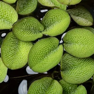 Kleinohriger Schwimmfarm, Salvinia auriculata, In Vitro Bestseller