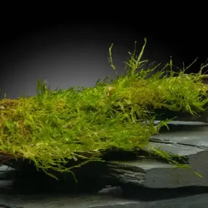 Direkt Vom Hersteller Javamoos, Vesicularia dubyana, auf Holzwurzel, ca. 8-14 cm