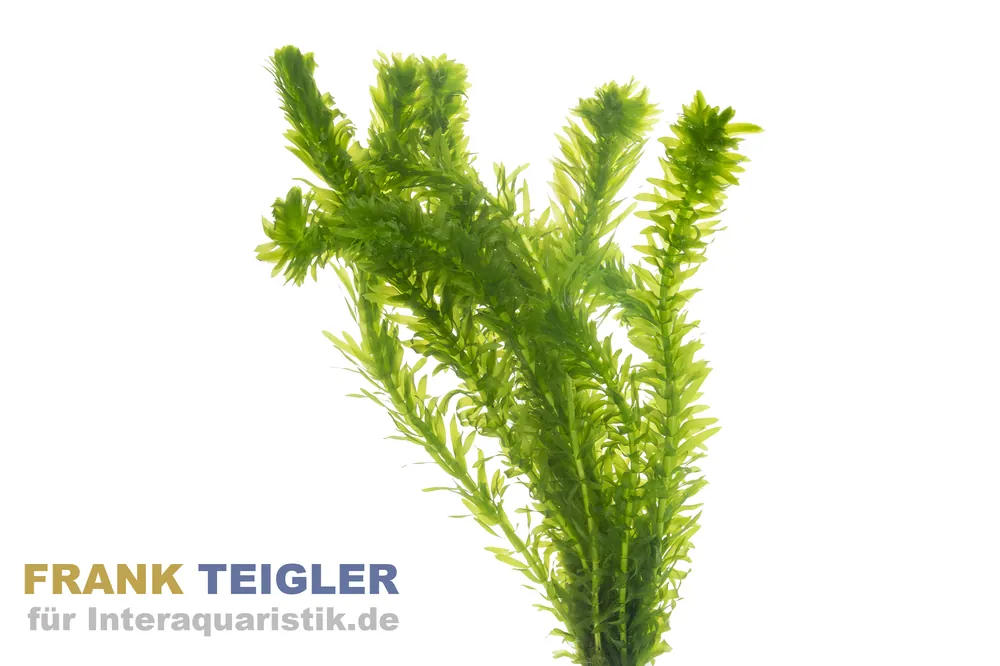 Kanadische Wasserpest, Elodea canadensis, Topf Aktuell