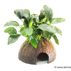 Dennerle Coco Cave mit Anubias, Anubias nana, auf Kokosnusshälfte Billig
