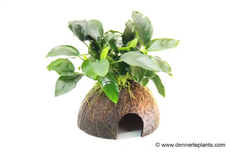 Dennerle Coco Cave mit Anubias, Anubias nana, auf Kokosnusshälfte Billig