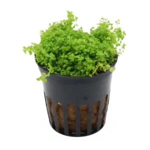 Perlkraut, Hemianthus callitrichoides, HCC, im Topf Jetzt Bestellen
