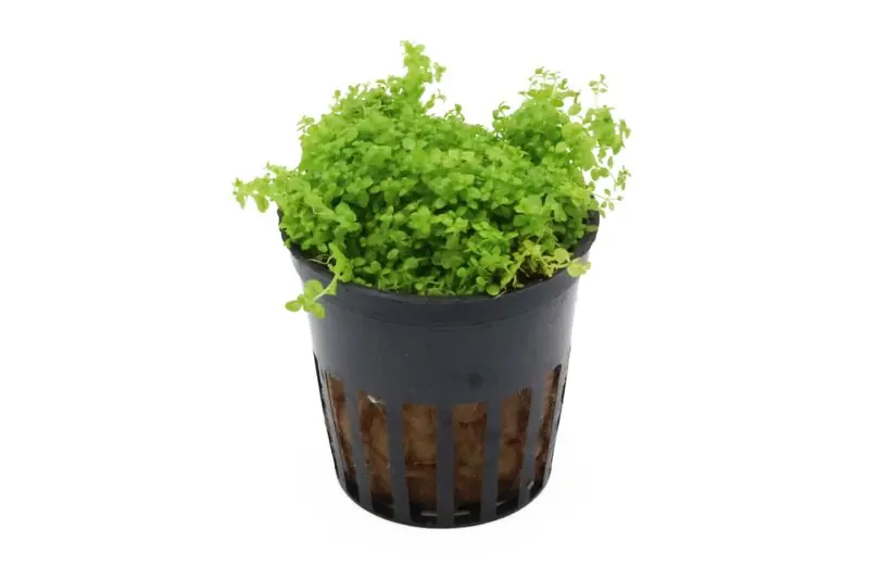 Perlkraut, Hemianthus callitrichoides, HCC, im Topf Jetzt Bestellen