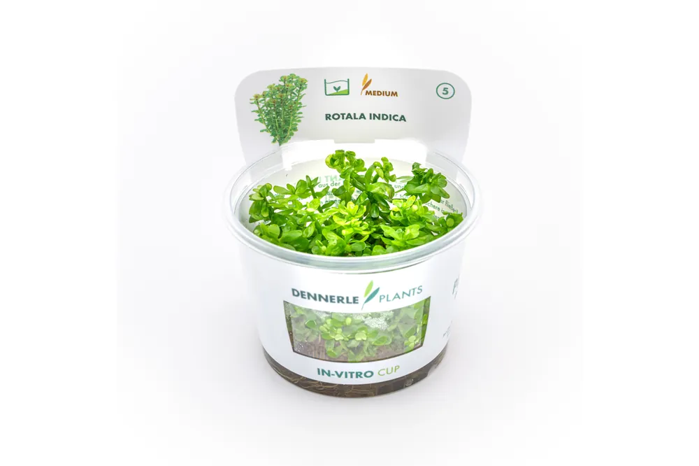 Indische Rotala, Rotala indica/Rotala bonsai, In Vitro Garantierte Lieferung
