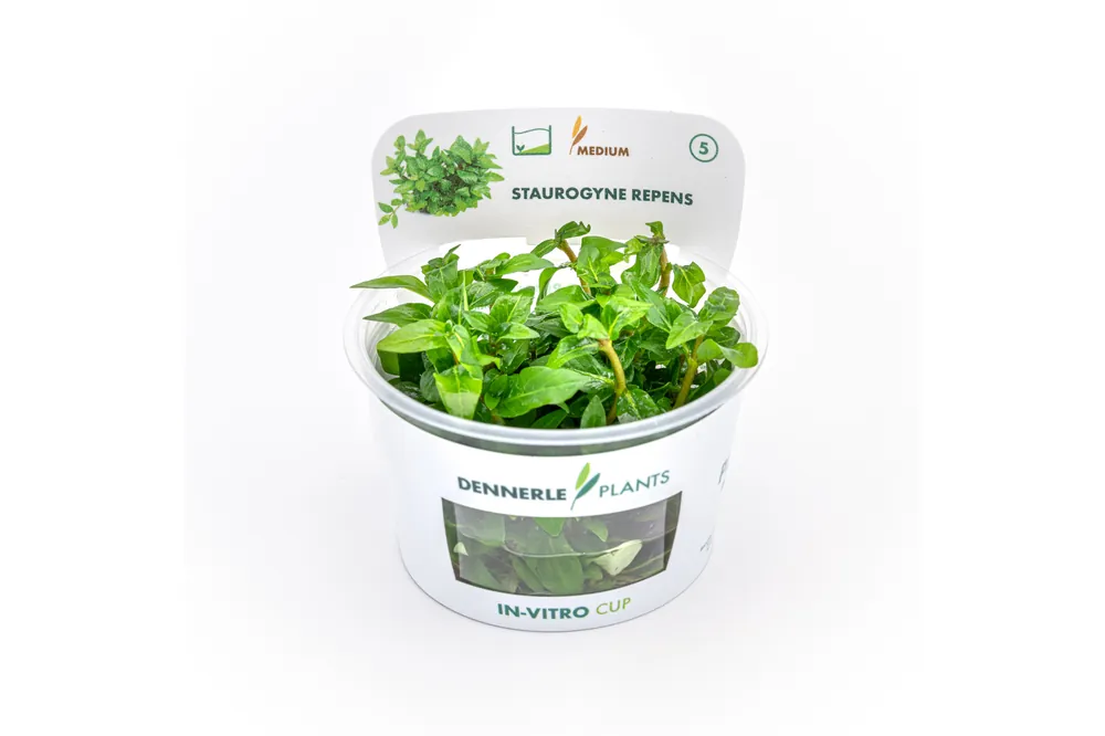 Kriechende Staurogyne, Staurogyne repens, In Vitro Angebot